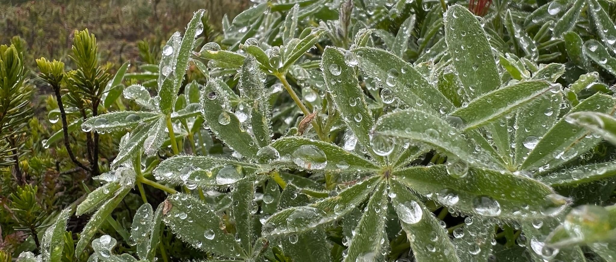 wet alpine garden