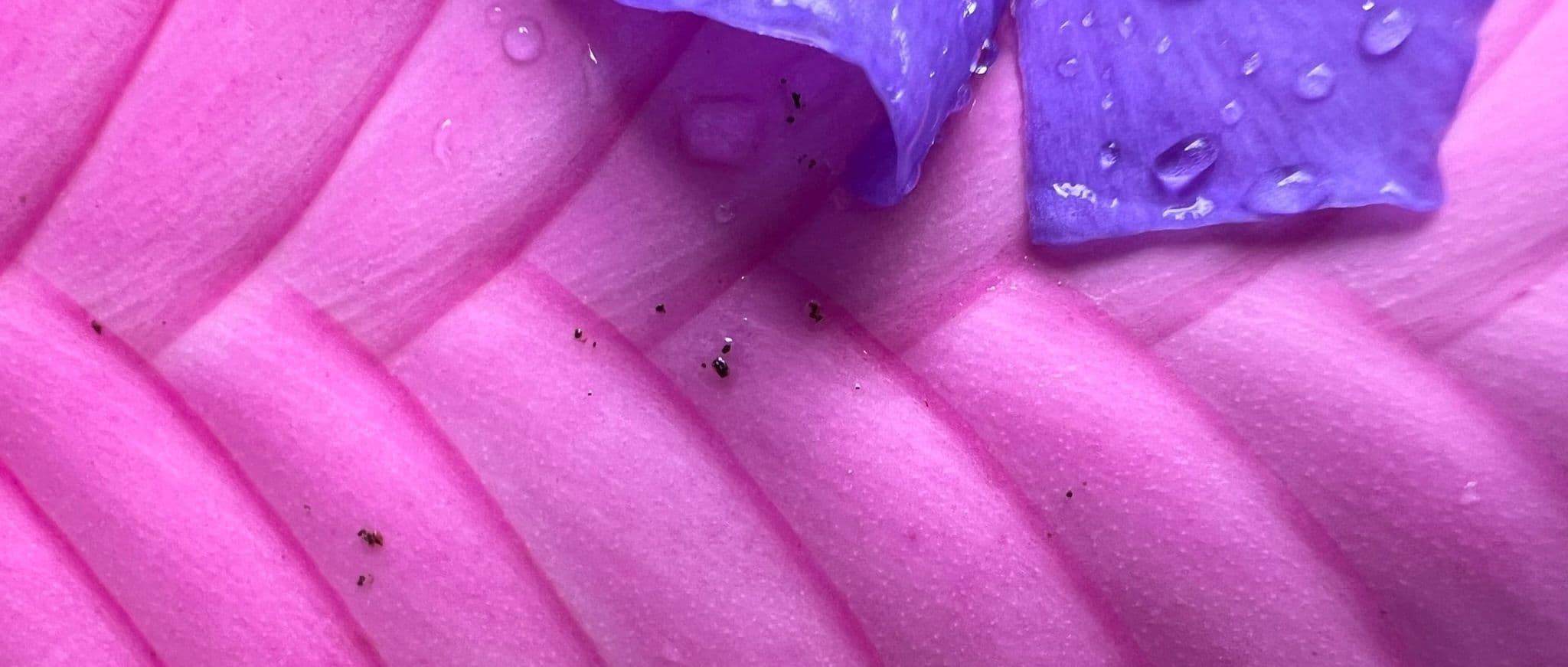 pink and purple leaf