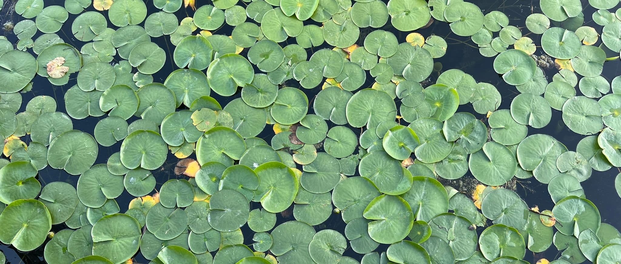 lily pads